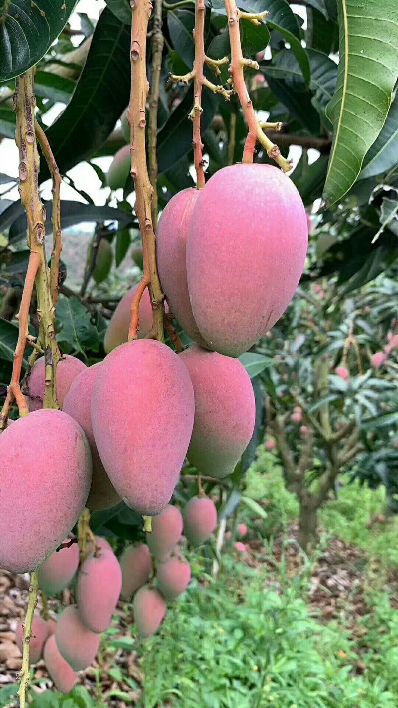 贵妃芒