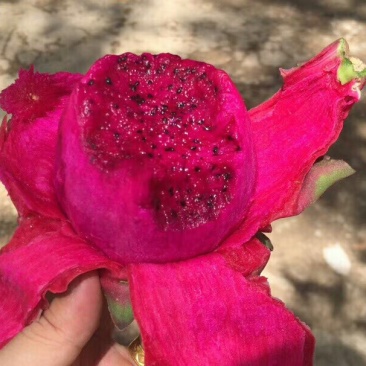 火龙果
