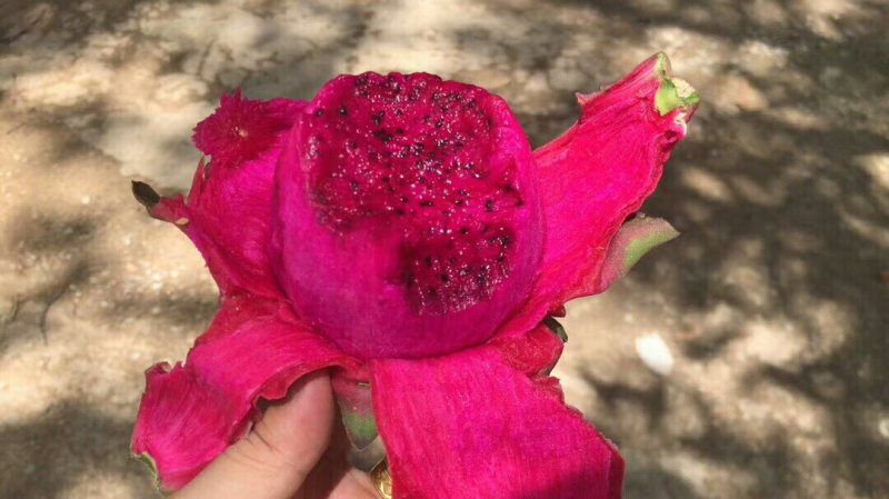 火龙果