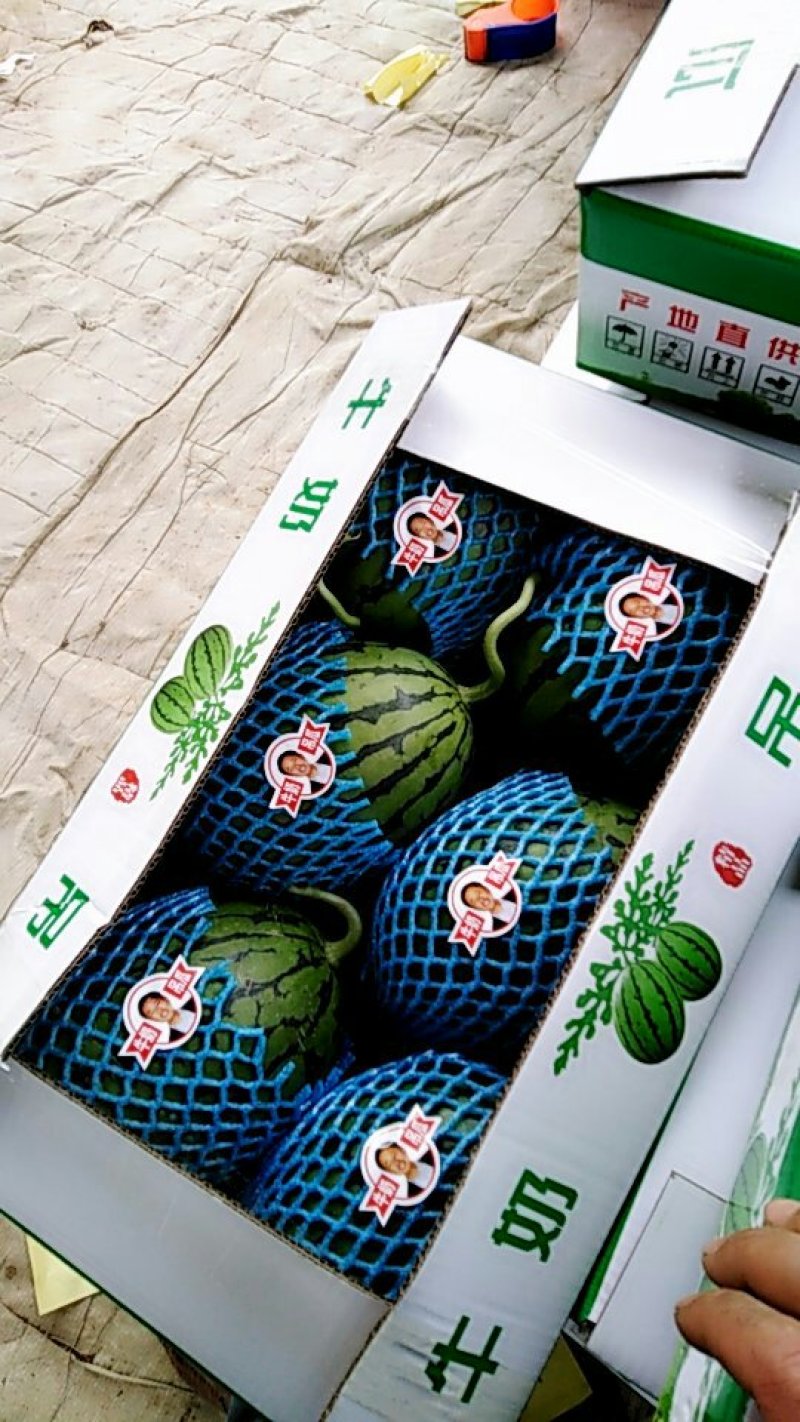 口口脆3斤打底9成熟1茬，产地直销产品