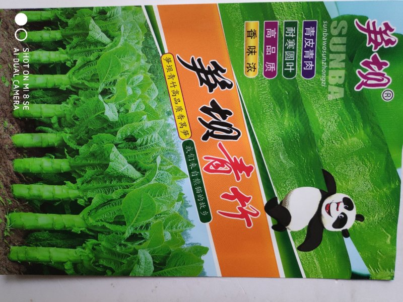 莴笋种子笋坝青竹青皮青肉莴笋种子