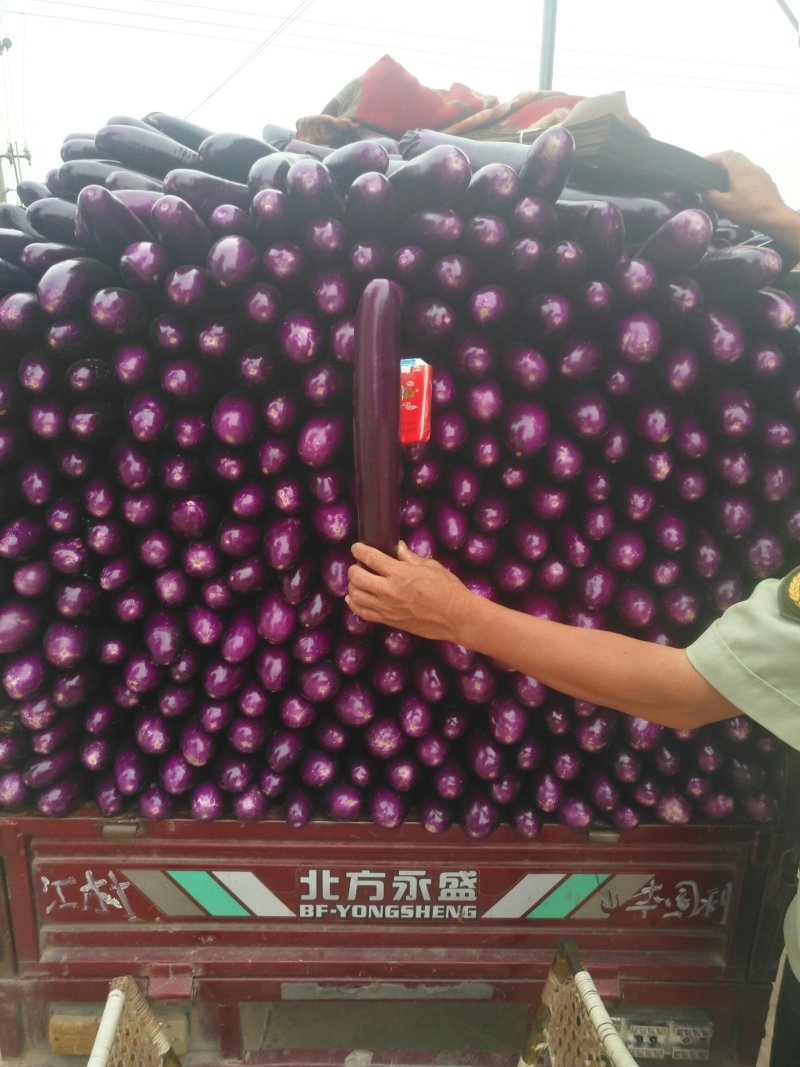 精品广茄4两以上，大价供应，对接全国