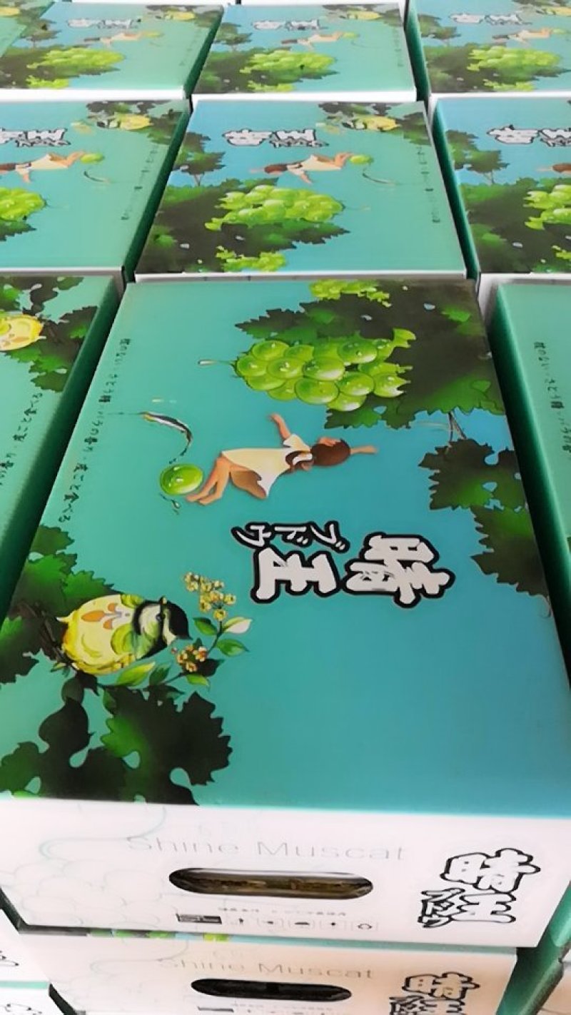 阳光玫瑰