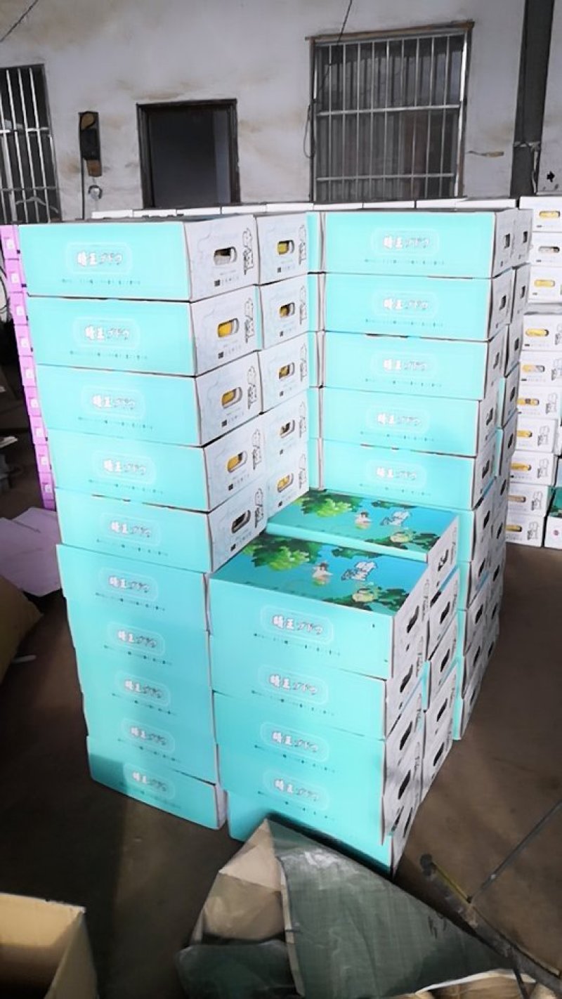 阳光玫瑰