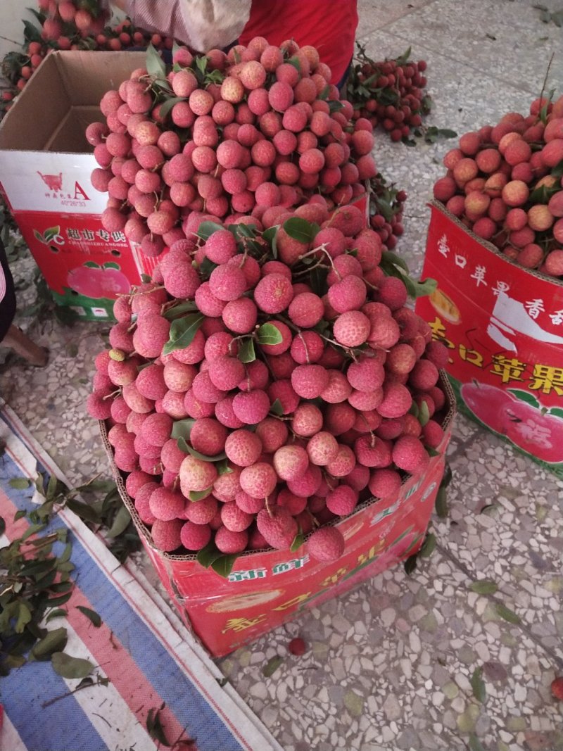 禾荔荔枝六月红荔枝专业代发代购富惠佳农产品供应链
