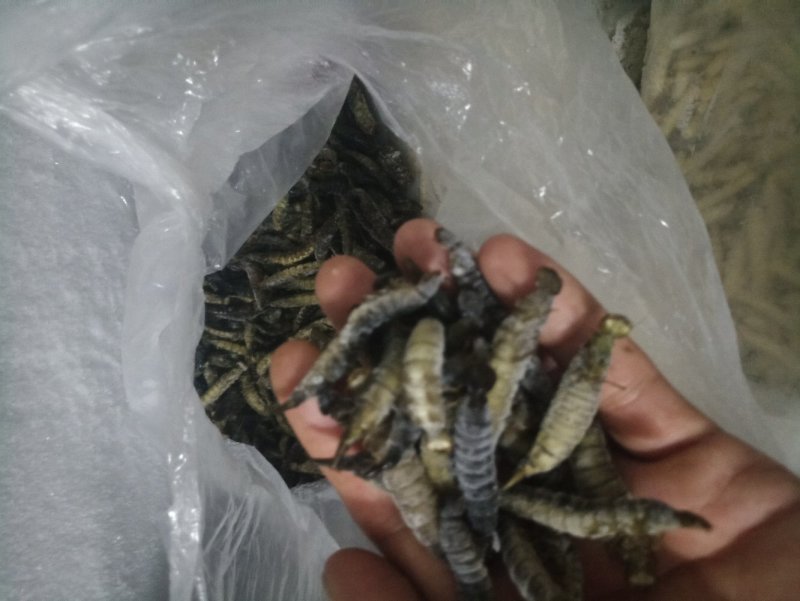 金边龙虱幼虫