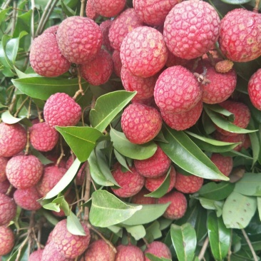 广西禾荔