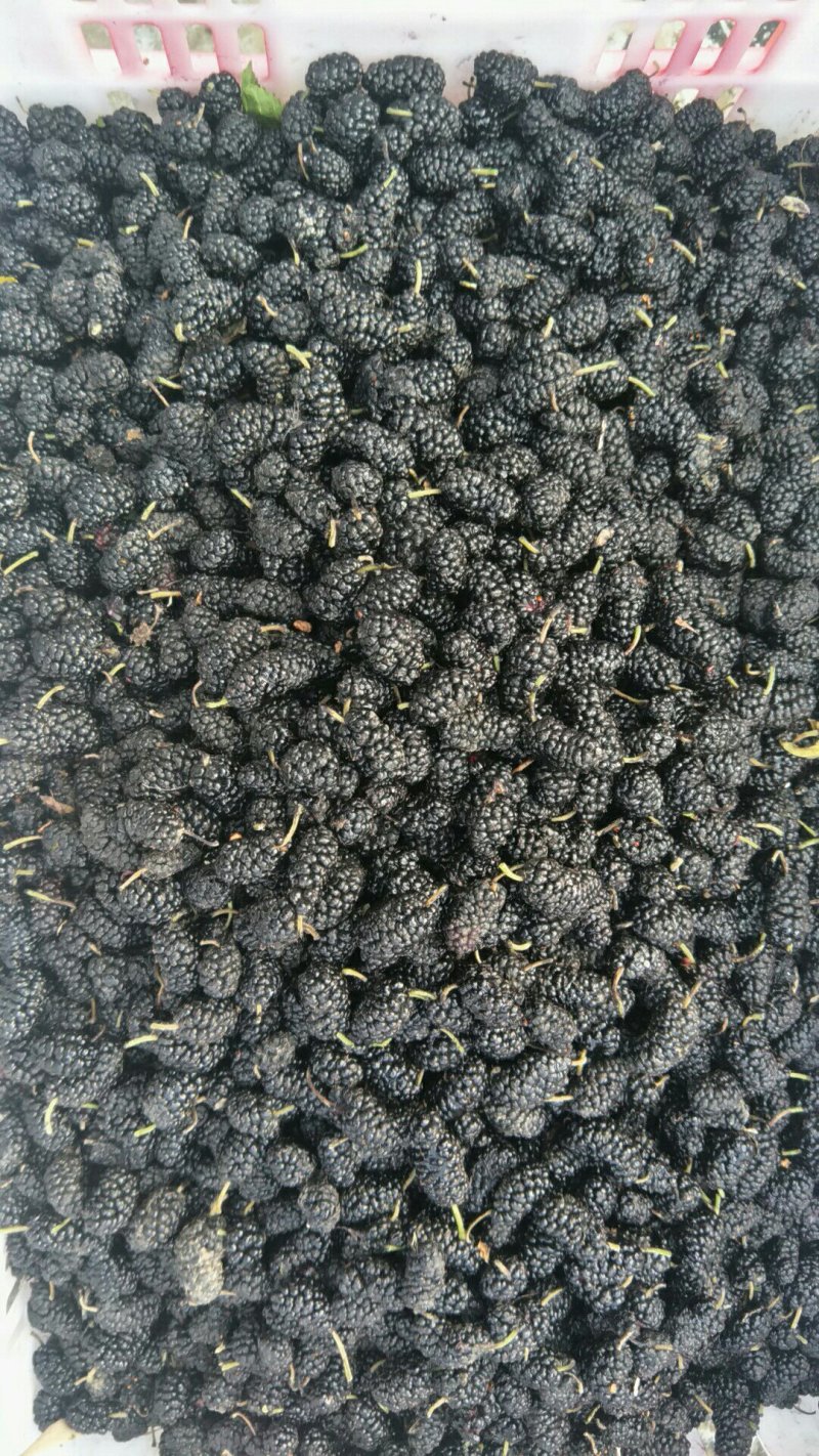 食用桑葚干