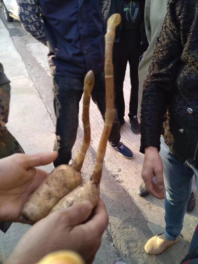 长白山林下半野生天麻特胜云南邵通原皮原色原滋原味包邮