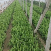 小龙柏，盆栽龙柏30公分高