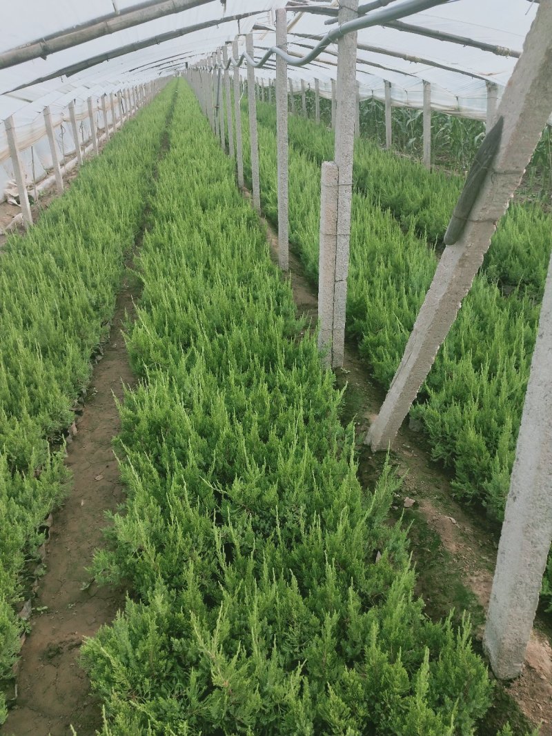 小龙柏，盆栽龙柏30公分高