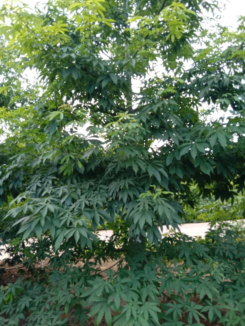 绿化苗木
