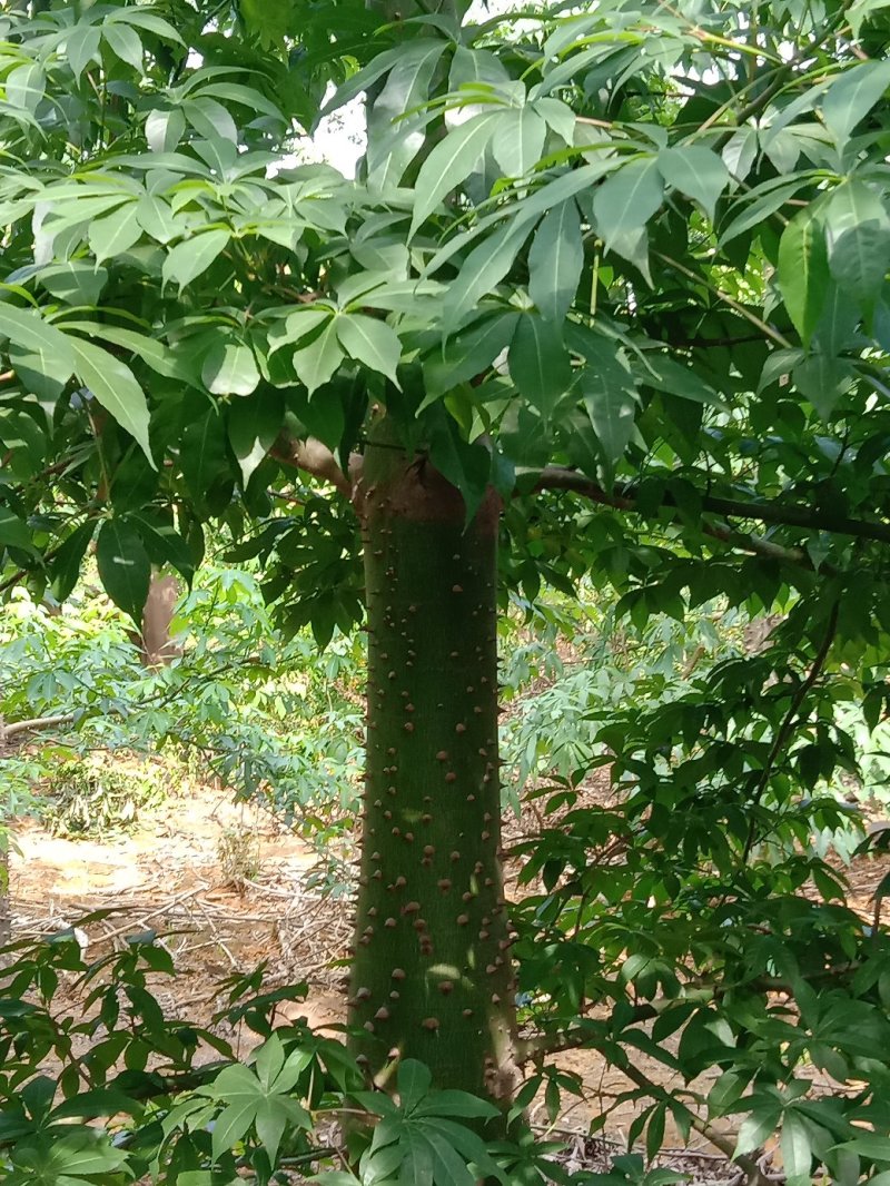 绿化苗木