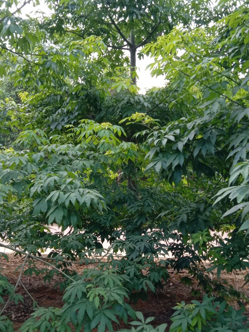 绿化苗木