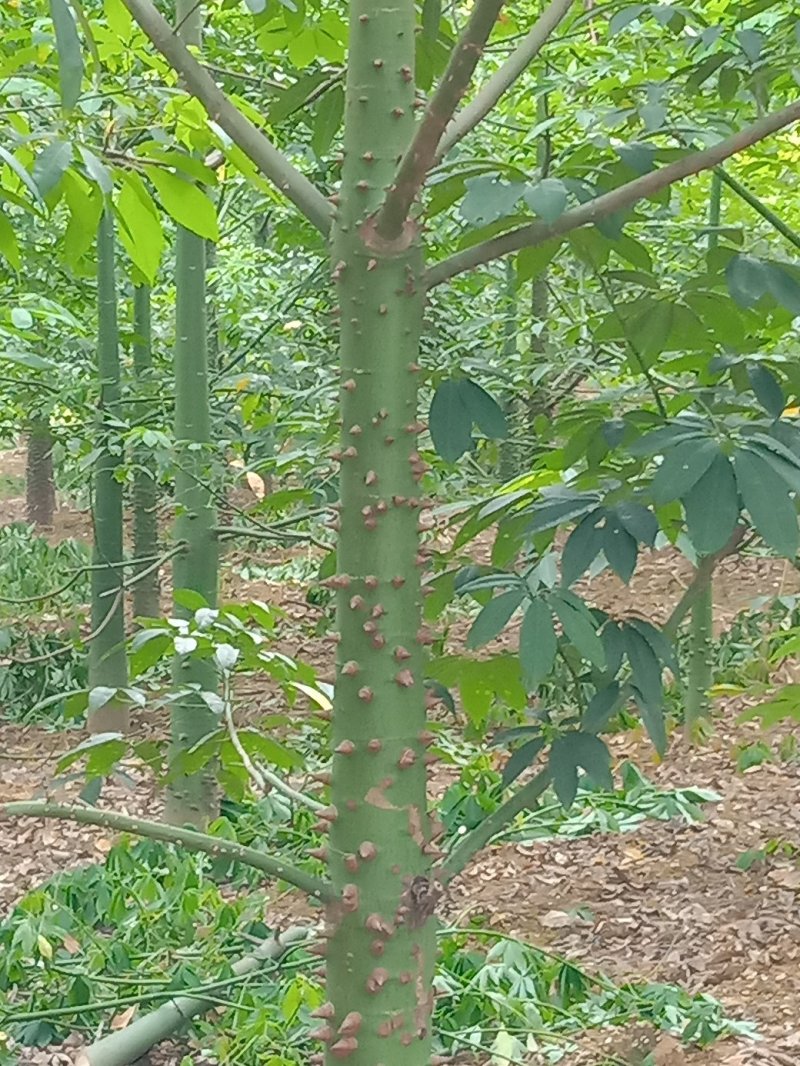 绿化苗木