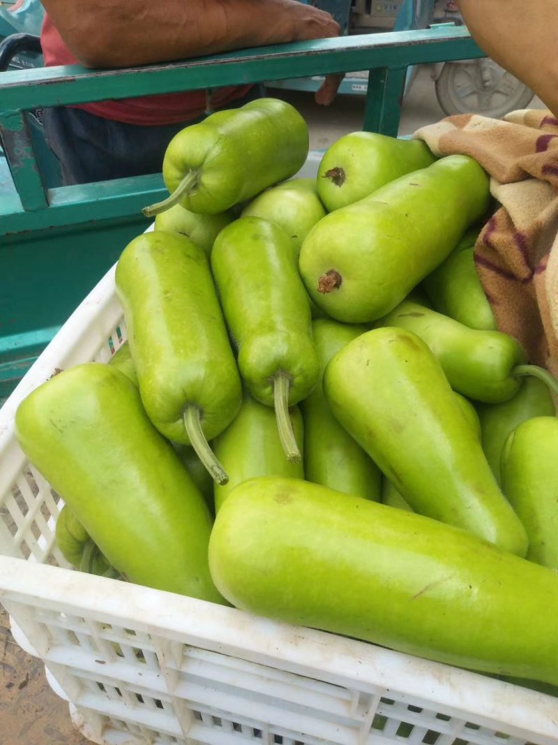 短瓠瓜