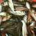 草鱼苗【恒泰鱼苗养殖场】