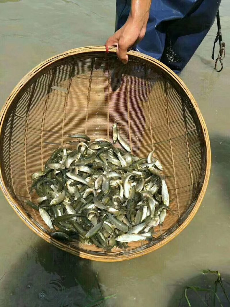 草鱼苗【恒泰鱼苗养殖场】