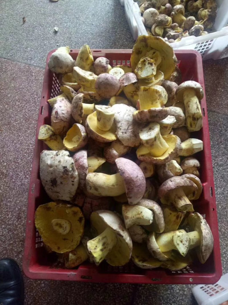 云南野生菌