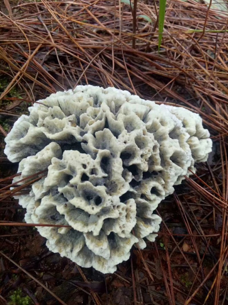 云南野生菌