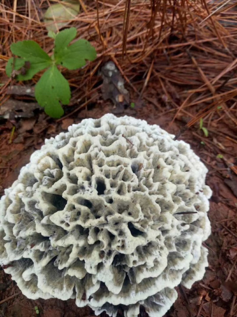 云南野生菌