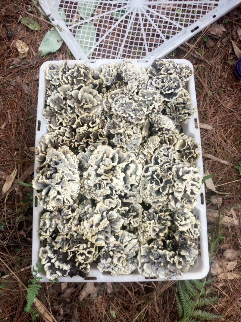 云南野生菌
