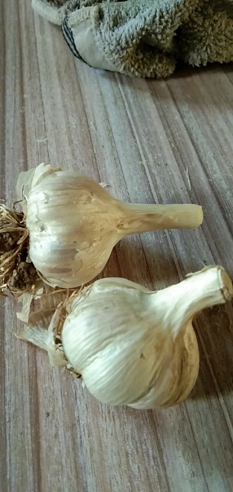 苗蒜川蒜有要类联系