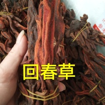 回春草，长期有货专业批发