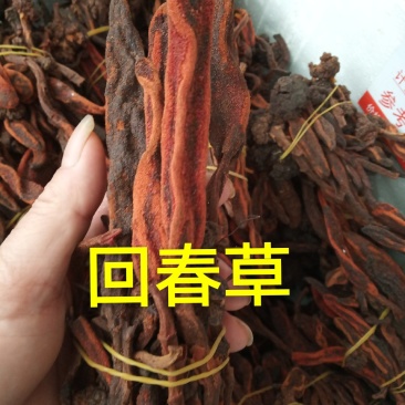 回春草，长期有货专业批发