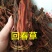 回春草，长期有货专业批发