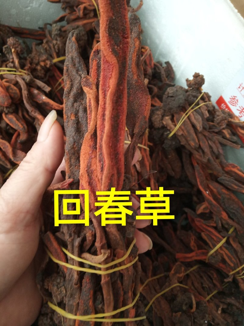 回春草，长期有货专业批发