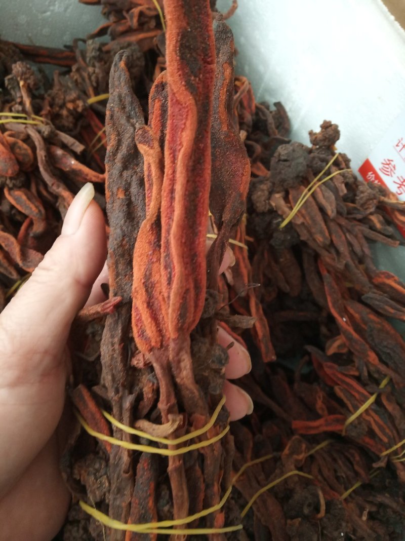 回春草，长期有货专业批发