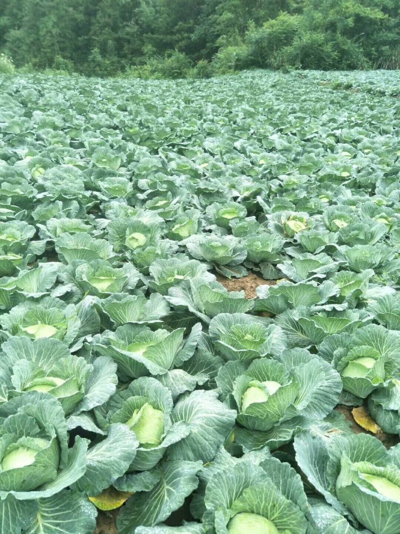 湖北平包菜2~3斤精品