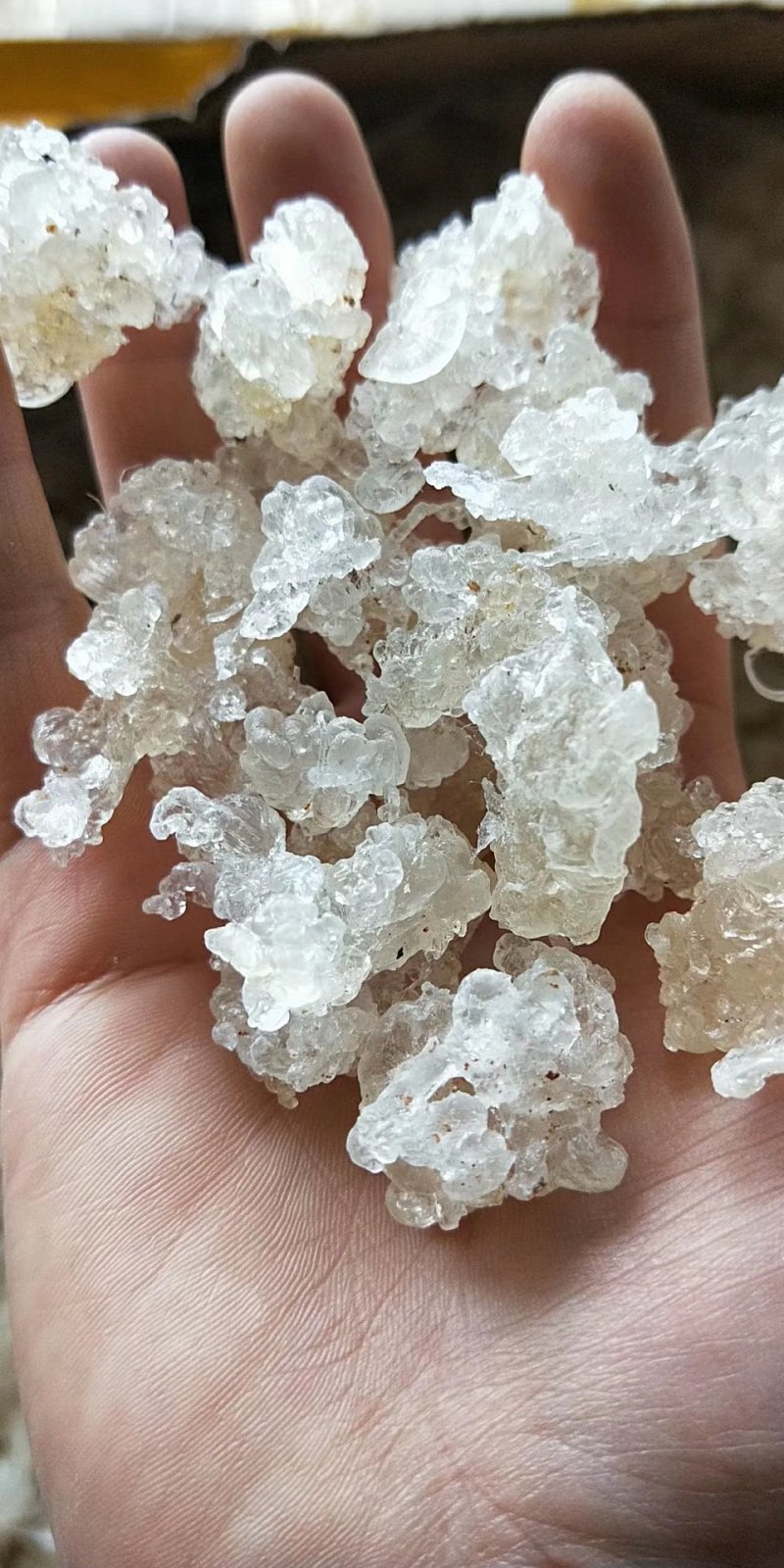 雪燕拉丝前几年四五百一公斤现在低价抛售胶原蛋白