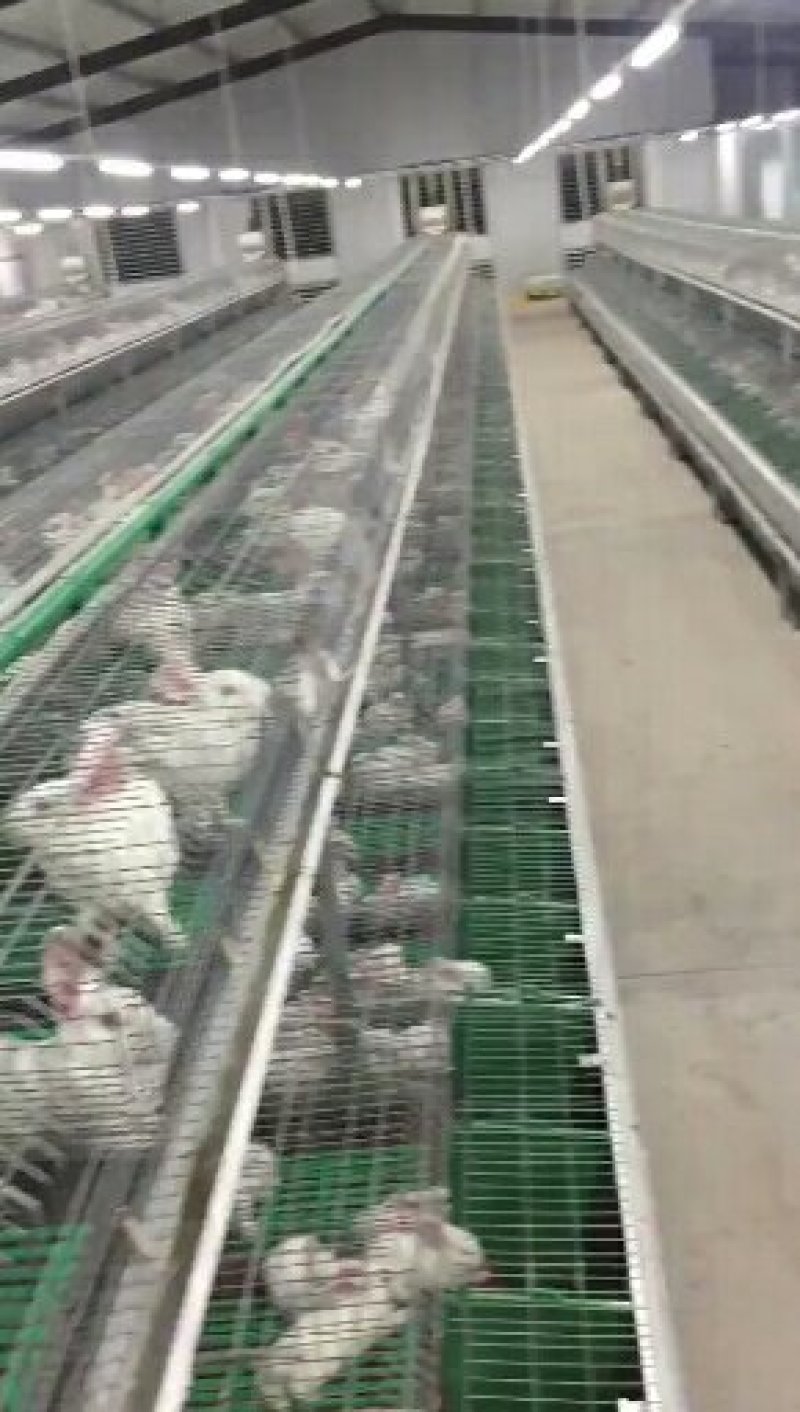 种兔