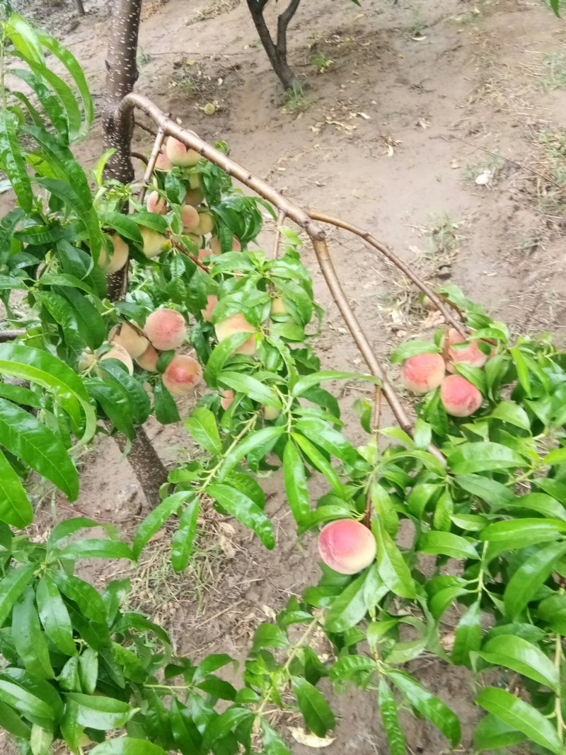 莒县毛桃，桃园直供，经纪人也可接洽