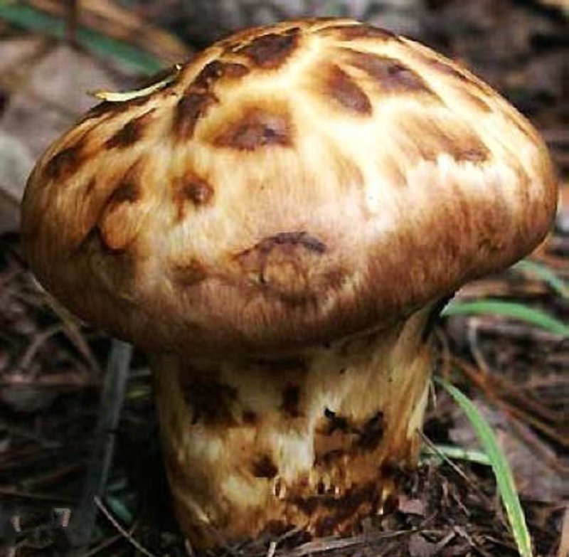 香格里拉松茸干片。不同品质不同单价。产地一手货源批发
