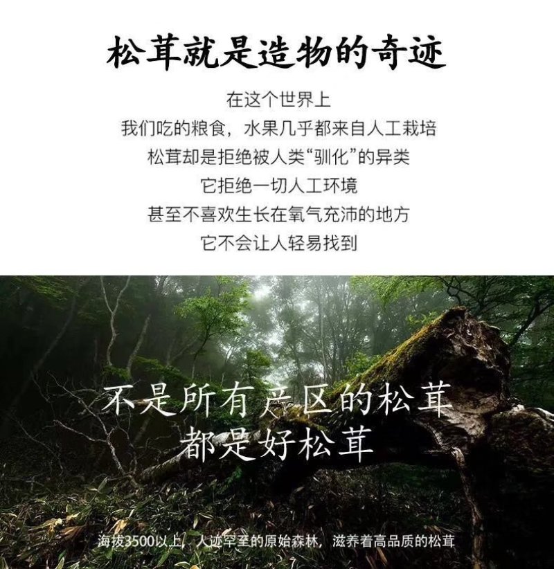 香格里拉松茸干片。不同品质不同单价。产地一手货源批发