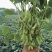 大棚毛豆大量上市品质保证诚信经营欢迎老板来电