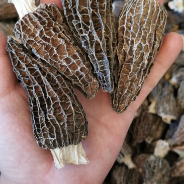 高品质羊肚菌。无烂发霉精选。肉厚味香头茬货