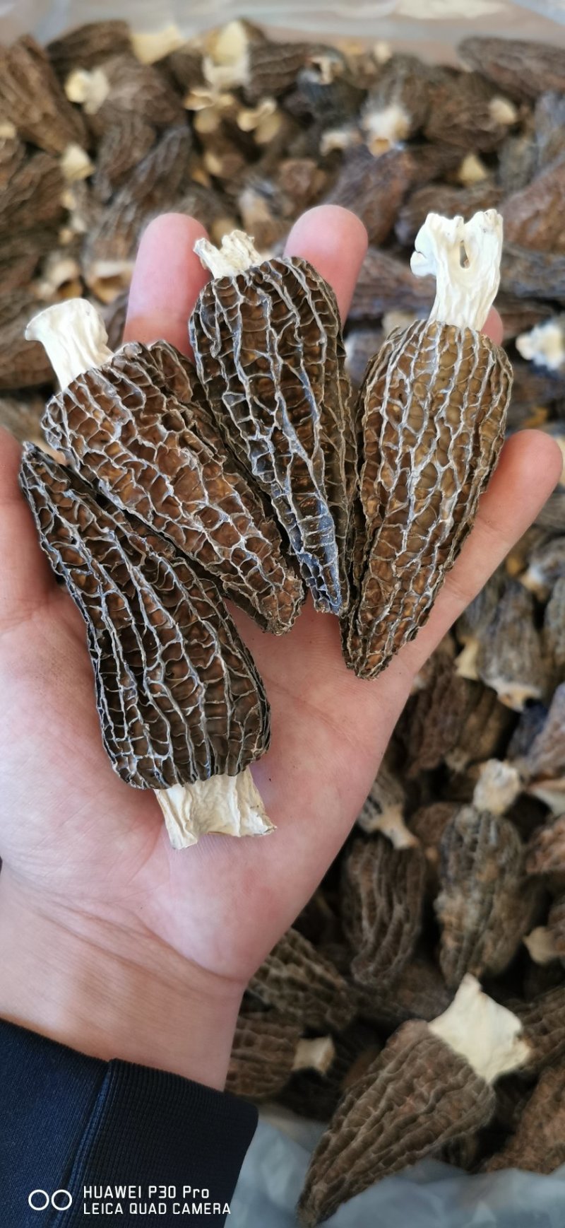 高品质羊肚菌。无烂发霉精选。肉厚味香头茬货