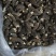 高品质羊肚菌。无烂发霉精选。肉厚味香头茬货