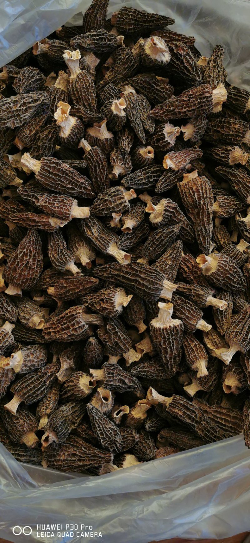 高品质羊肚菌。无烂发霉精选。肉厚味香头茬货