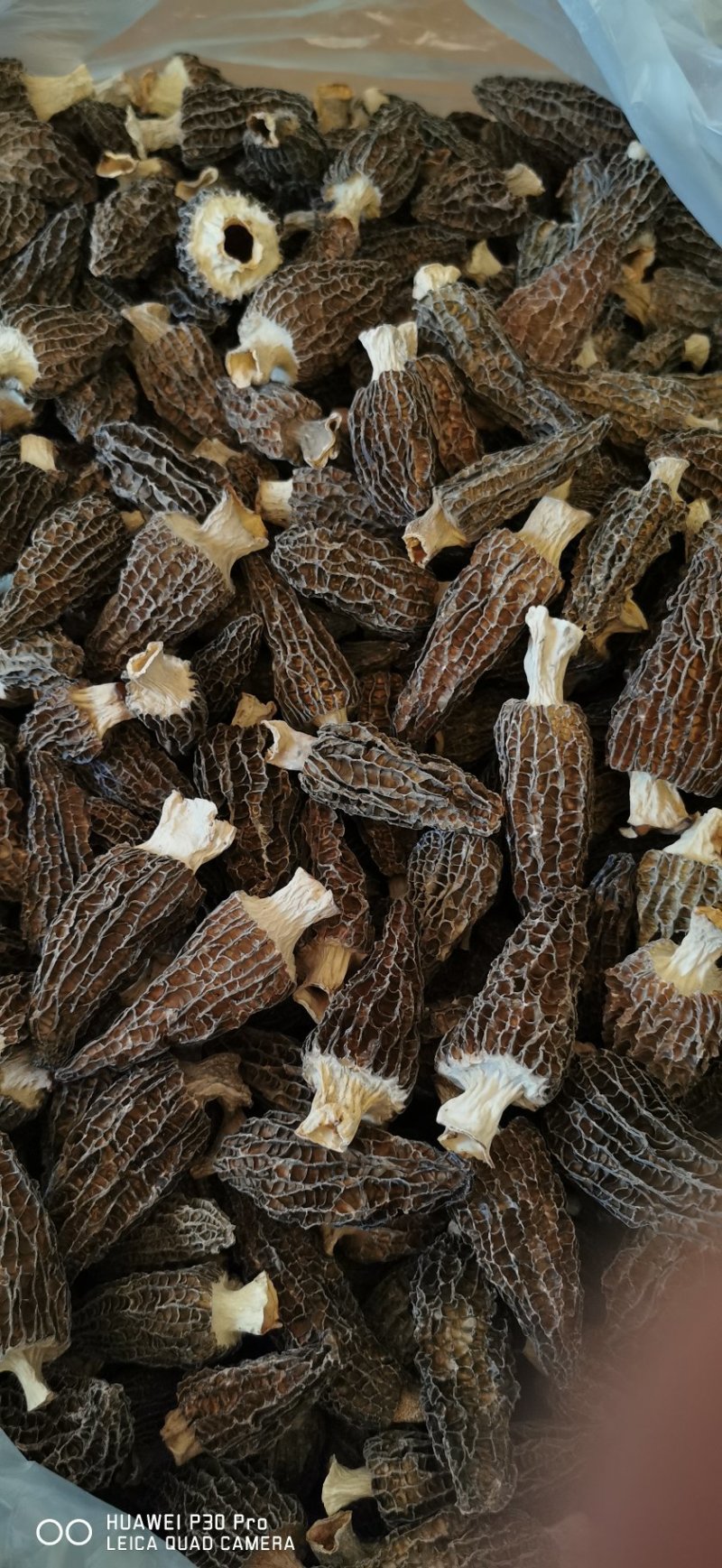高品质羊肚菌。无烂发霉精选。肉厚味香头茬货