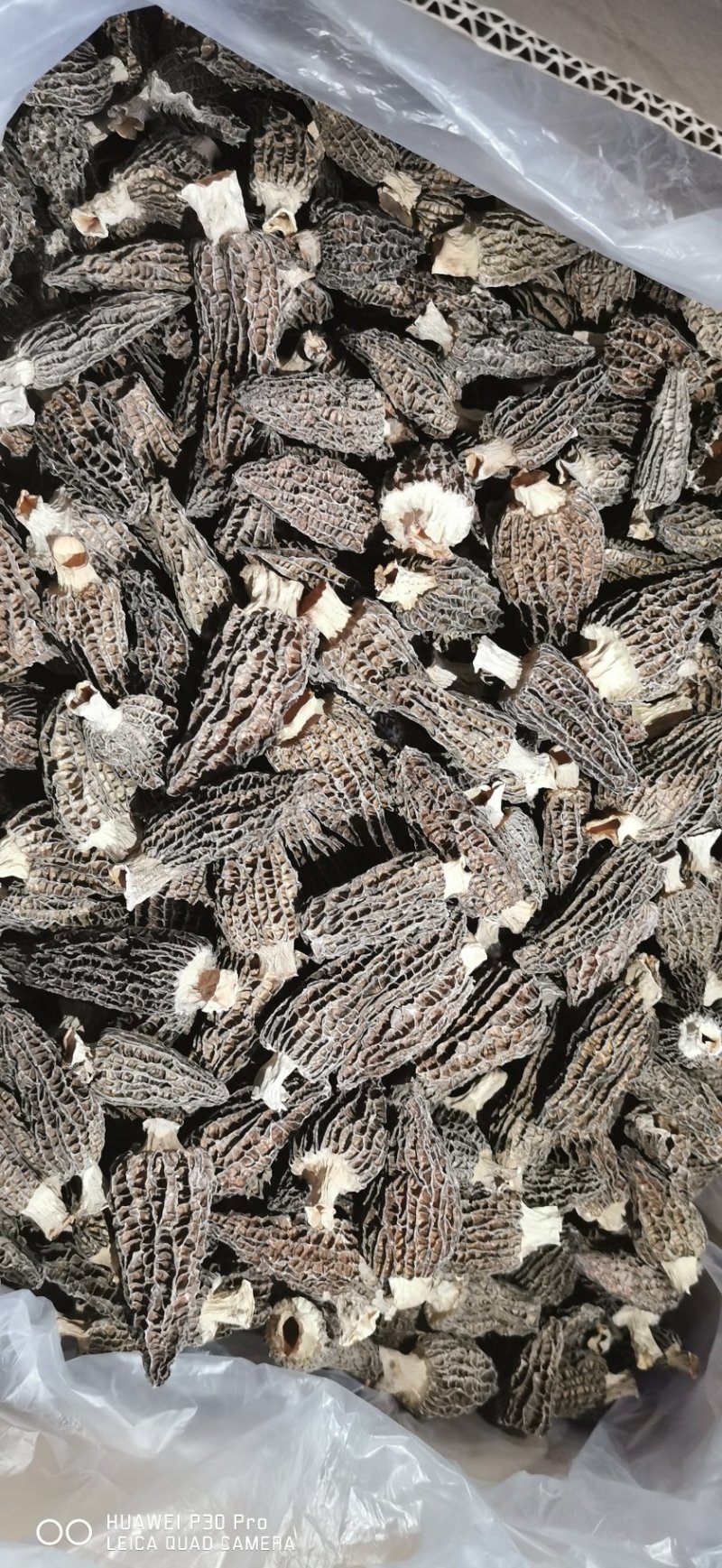 高品质羊肚菌。无烂发霉精选。肉厚味香头茬货