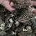 高品质羊肚菌。无烂发霉精选。肉厚味香头茬货