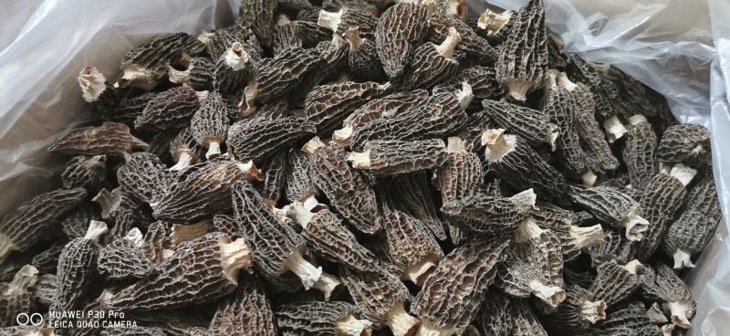 高品质羊肚菌。无烂发霉精选。肉厚味香头茬货