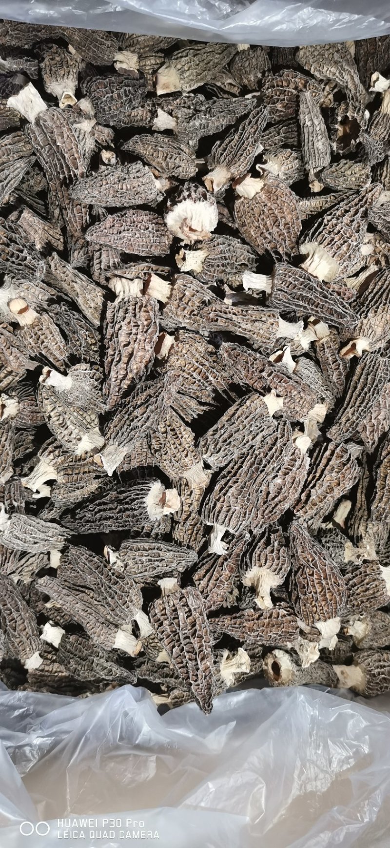 高品质羊肚菌。无烂发霉精选。肉厚味香头茬货
