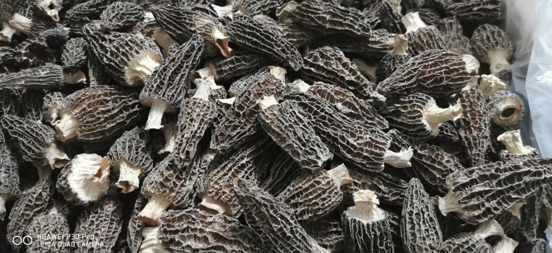 高品质羊肚菌。无烂发霉精选。肉厚味香头茬货