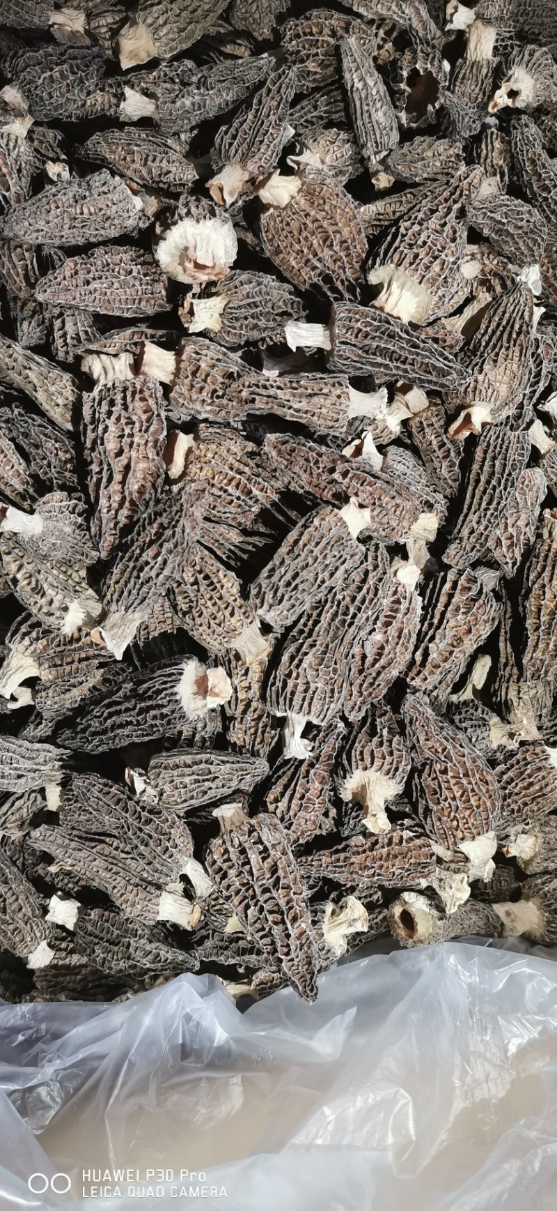 高品质羊肚菌。无烂发霉精选。肉厚味香头茬货